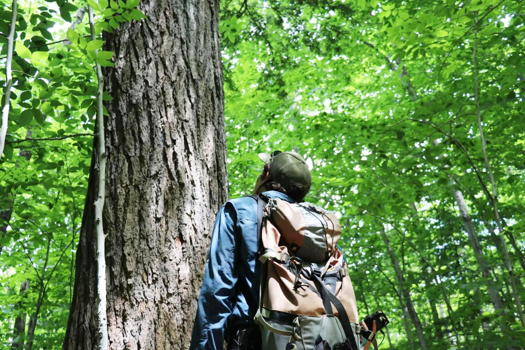 'National forests are not national parks': Logging debate in Whites divides forestry experts, environmentalists